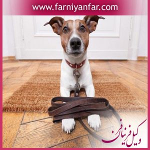 قوانین نگهداری از سگ در آپارتمان